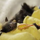Illustration for article titled Baby Bat Burritos